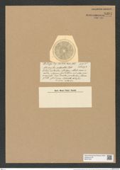 Actinocyclus oliverianus O'Meara (de-Toni-Nr.: Genus 195, Species 4754) Zeichnungen Sammlung Grunow Nr. 8394 (NHMW-BOT-W0377827)